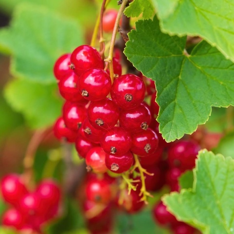 Porzeczka Jonker Van Test 2L