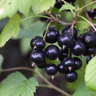 Porzeczka czarna Titania 2L