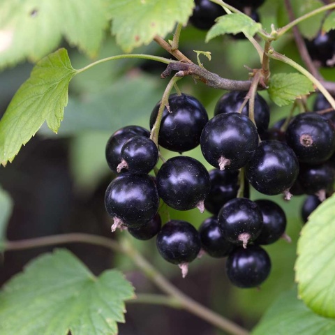 Porzeczka czarna Titania 2L