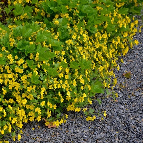 Pragnia kuklikowata P9(0,5L)