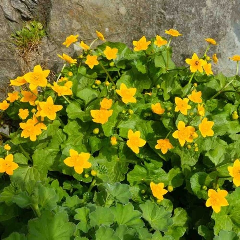 Pragnia syberyjska 1L(P11)