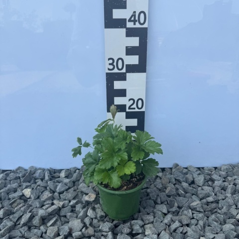 Pragnia syberyjska 1L(P11)