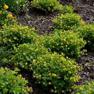 Pragnia syberyjska P9(0,5L)