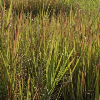 Proso rózgowate Hanse Herms 2L