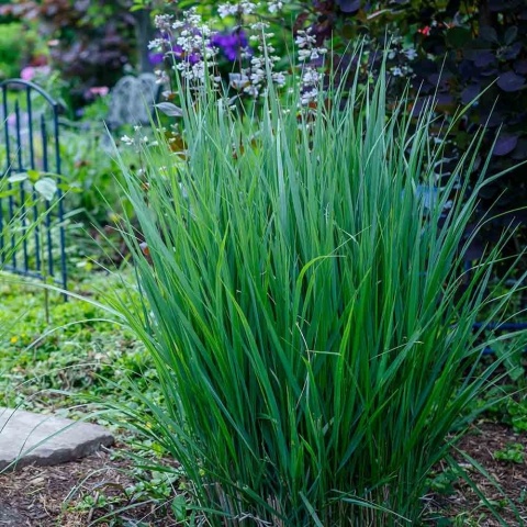 Proso rózgowate Praire Sky 3L