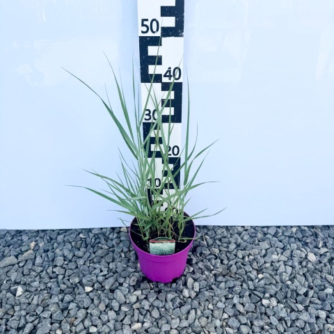 Proso rózgowate Praire Sky 3L