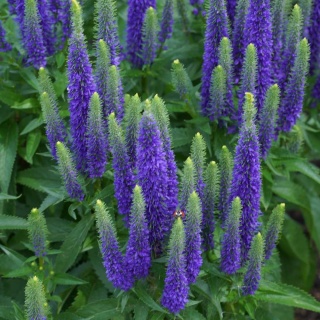 Przetacznik długolistny First Glory P11(1L)