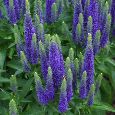 Przetacznik długolistny First Glory P11(1L)