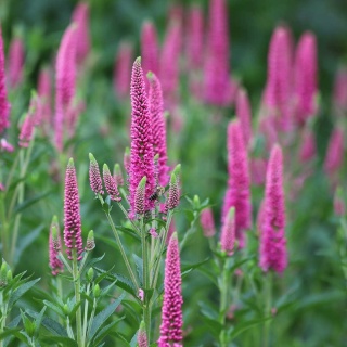 Przetacznik długolistny First Love P11(1L)