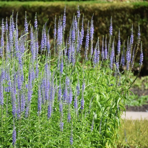 Przetacznik długolistny P9(0,5L)