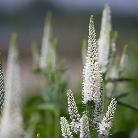 Przetacznik długolistny White Jolanda 1,5L