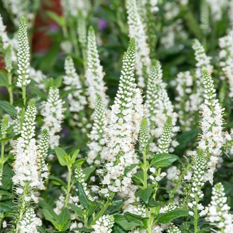 Przetacznik długolistny White Jolanda P11(1L)