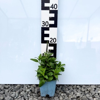 Przetacznik kłosowy Anniversary Blue P11(1L)