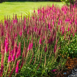 Przetacznik kłosowy Rotfuchs P11(1L)