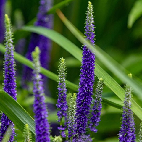 Przetacznik kłosowy Royal Candles P11(1L)