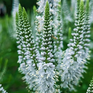 Przetacznik kłosowy Snow Candles 1,5L