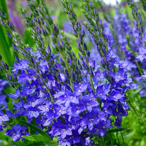 Przetacznik pagórkowy Konigsblau P9(0,5L)