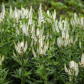 Przetacznikowiec wirginijski Alba P11(1L)