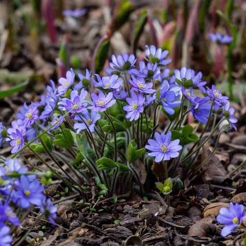 Przylaszczka pospolita 5L