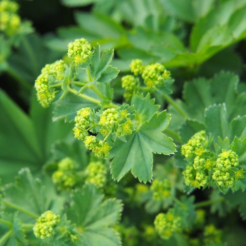 Przywrotnik ostroklapowy Auslese P11(1L)