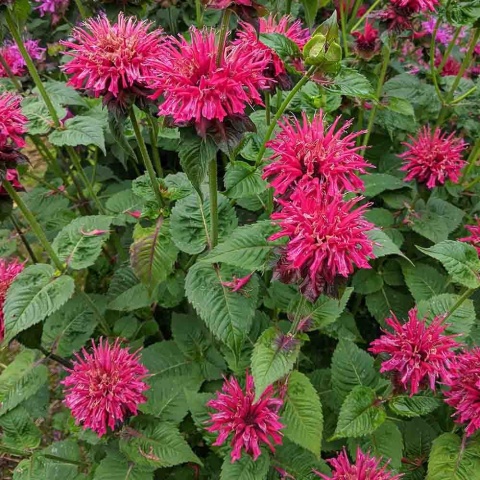 Pysznogłówka Baby Spice 2L