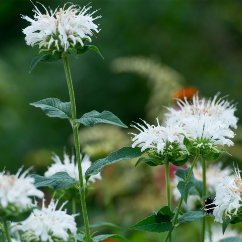 Pysznogłówka Bee Bright 5L