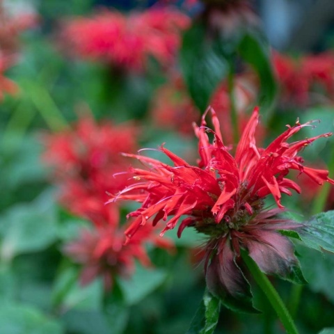 Pysznogłówka Fireball 5L