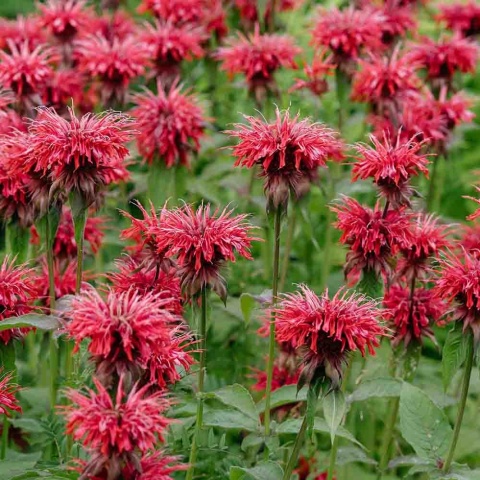 Pysznogłówka Fireball 5L