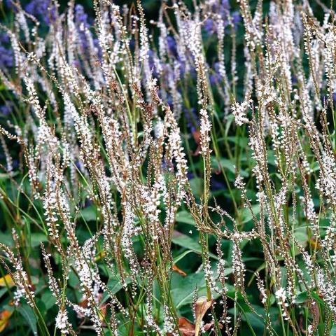 Rdest himalajski Alba 2L