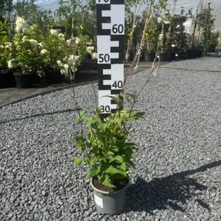 Rdest himalajski Alba 2L