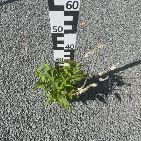 Rdest himalajski Alba 2L