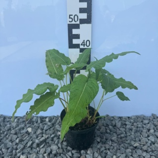 Rdest himalajski Ample Pink 2L