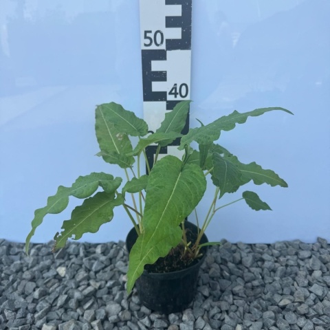 Rdest himalajski Ample Pink 2L