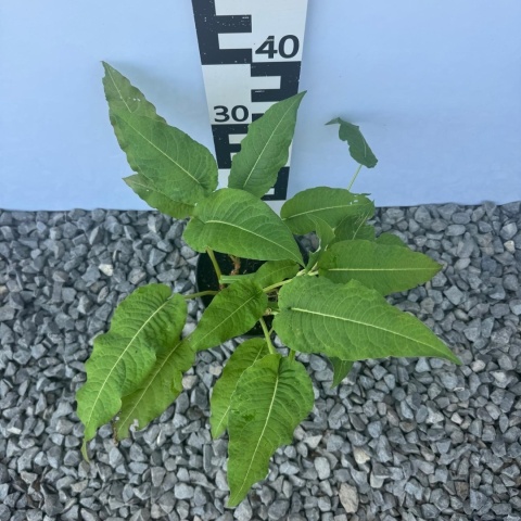 Rdest himalajski Ample Pink 2L