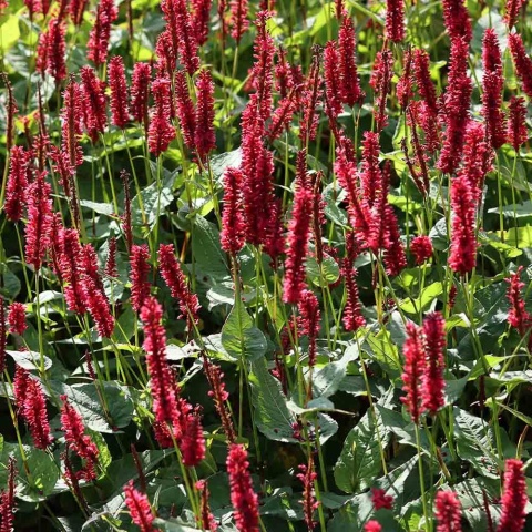 Rdest himalajski Blackfield 2L