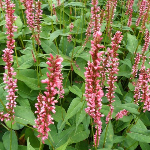 Rdest himalajski JS Seven Oaks Village 2L