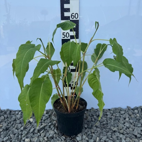 Rdest himalajski JS Seven Oaks Village 2L