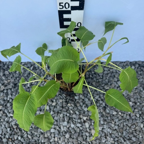 Rdest himalajski JS Seven Oaks Village 2L