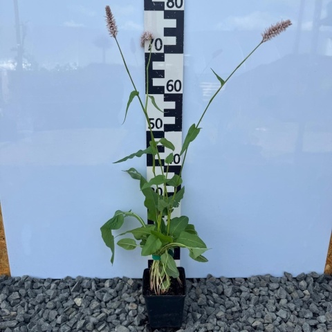 Rdest wężownik P11(1L)