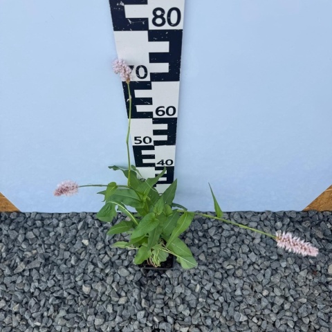 Rdest wężownik P11(1L)