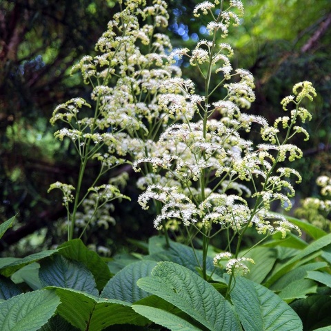 Rodgersja pierzasta 2L