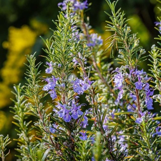 Rozmaryn lekarski P11(1L)