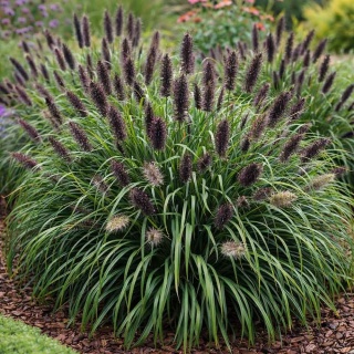 Rozplenica japońska Black Beauty 2L