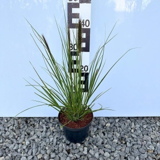 Rozplenica japońska Black Beauty 2L