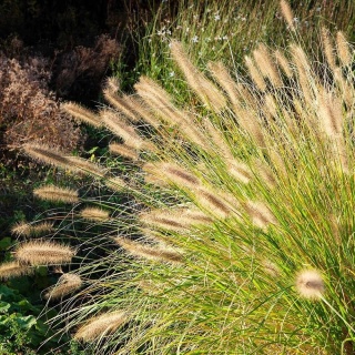 Rozplenica japońska Hameln Gold 2L