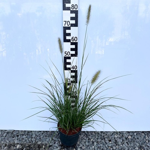 Rozplenica japońska Magic 3L