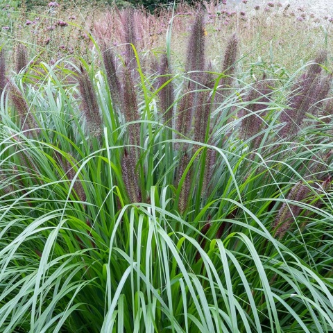 Rozplenica japońska National Arboretum P11(1L)