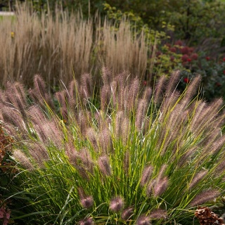 Rozplenica japońska Red Head 2L