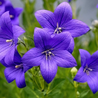 Rozwar wielkokwiatowy Blue P9(0,5L)