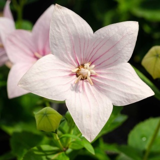 Rozwar wielkokwiatowy Rose P9(0,5L)